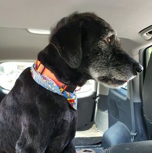 Meet your Posher, Miranda